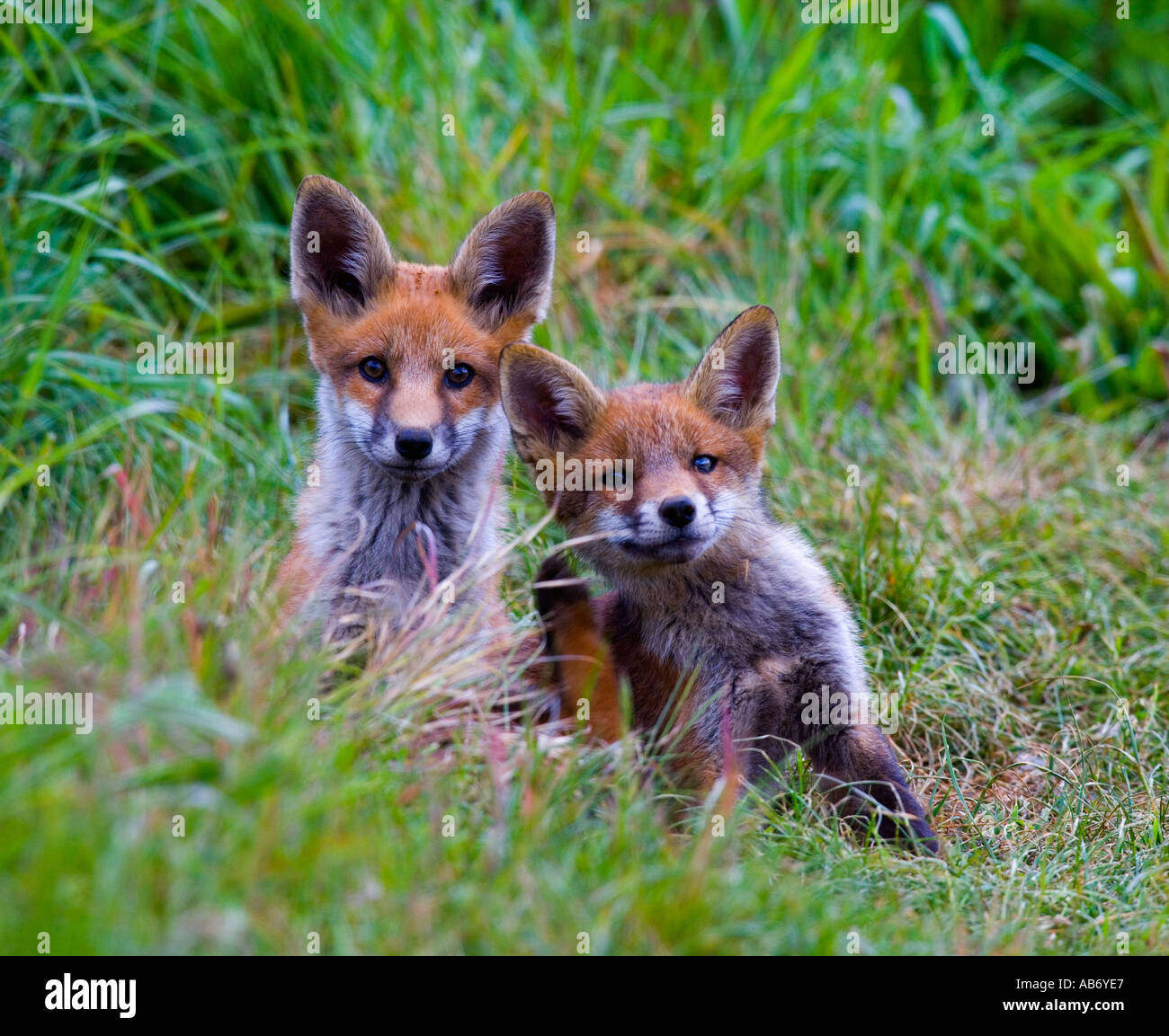 Two Red Fox Vulpes vulpes cubs sitting in grass looking alert one