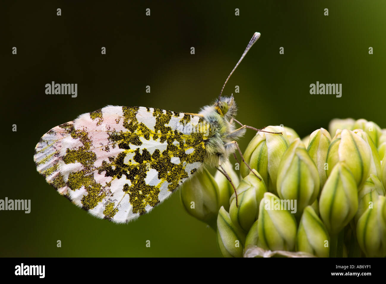 Orange Tip Anthocharis cardamines at rest with dark out of focus background potton bedfordshire Stock Photo