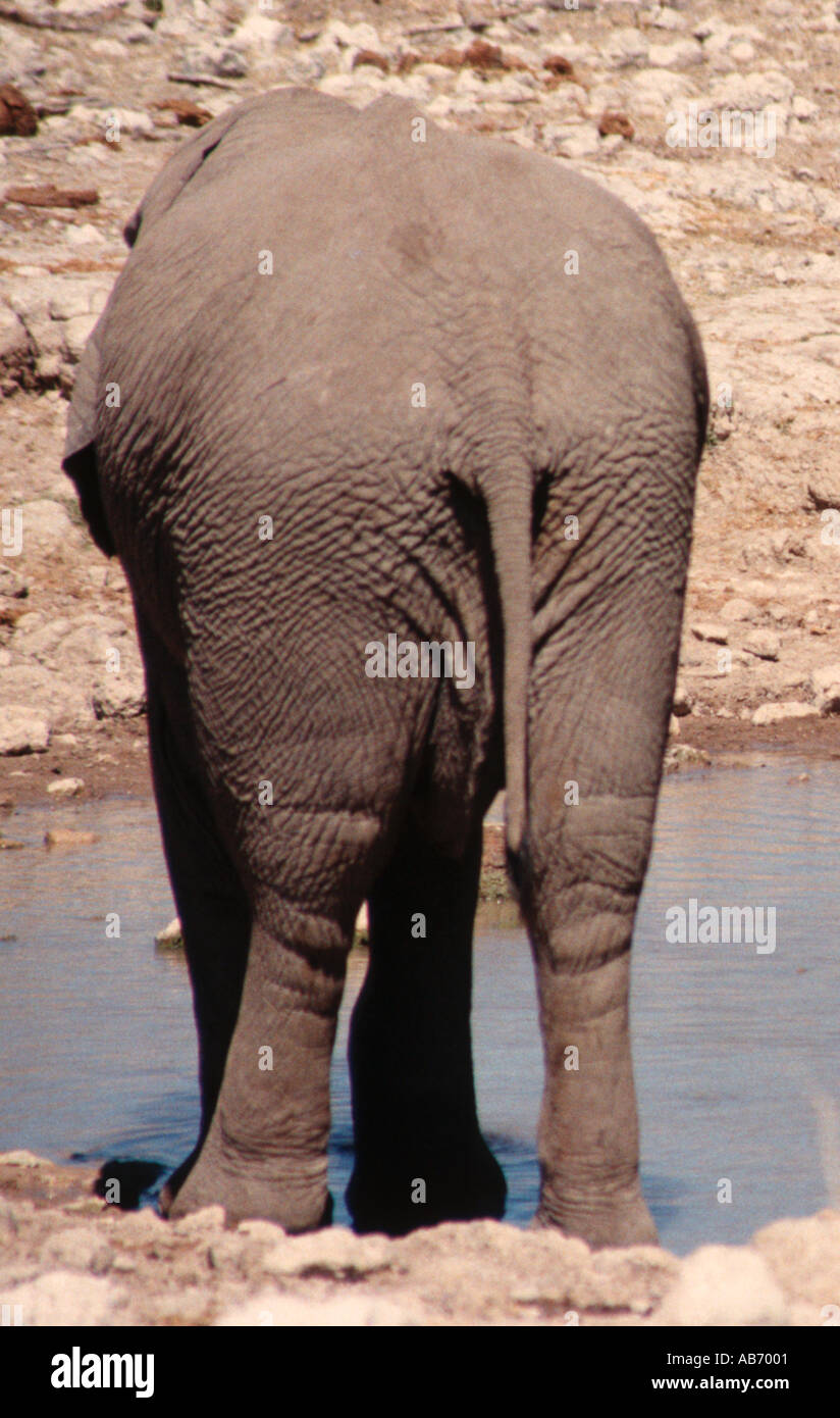 Rear end of a drinking African Elephant Etosha Pan  Namibia Stock Photo