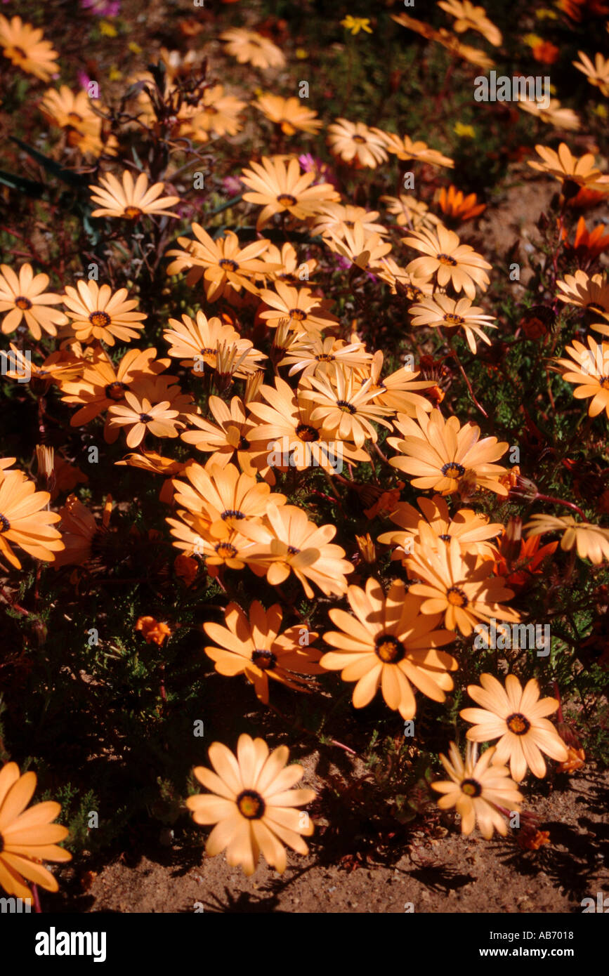 Wild flowers in Namaqualand a semidesert in South Africa coming alive in spring after rainfall Stock Photo