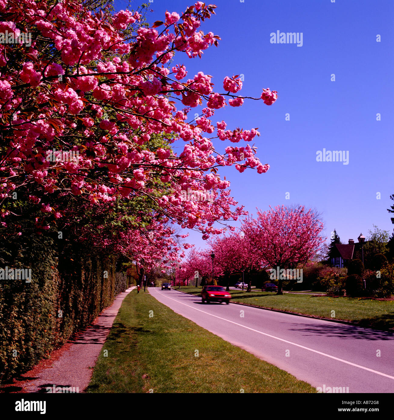 Japanese Cherry Trees in blossom, blooming in Spring, Vancouver, BC