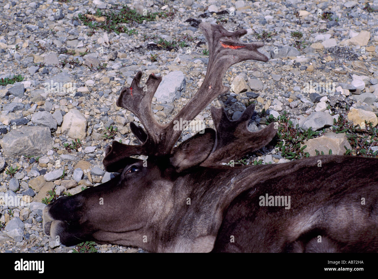 Head and Antlers of Dead Woodland Caribou (Rangifer tarandus) Buck killed by Stronger Male, Northern BC, British Columbia Canada Stock Photo