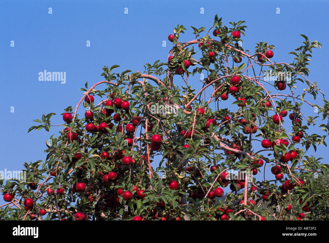 Ripe Apples on a Tree in an Orchard in the Okanagan Valley in British Columbia Canada Stock Photo