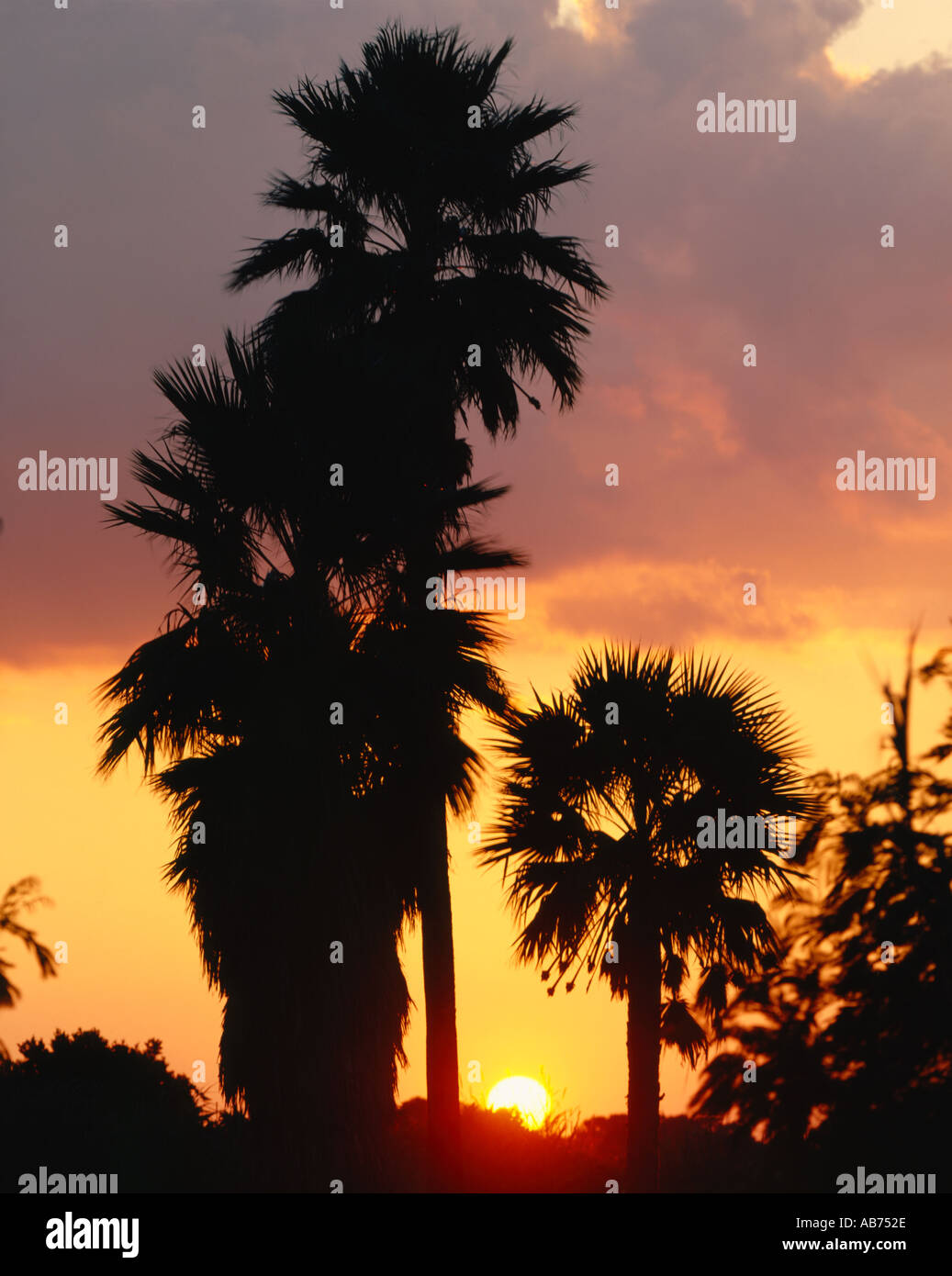 large palm trees silhouetted sunset Florida coast Stock Photo - Alamy