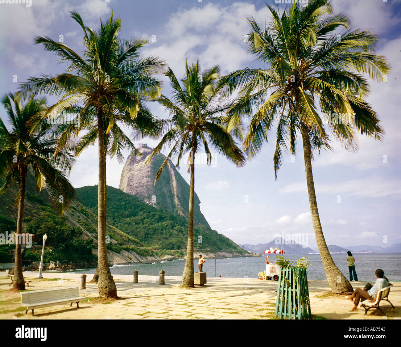 coconut palm trees Rio De Janiero Brazil Stock Photo Alamy