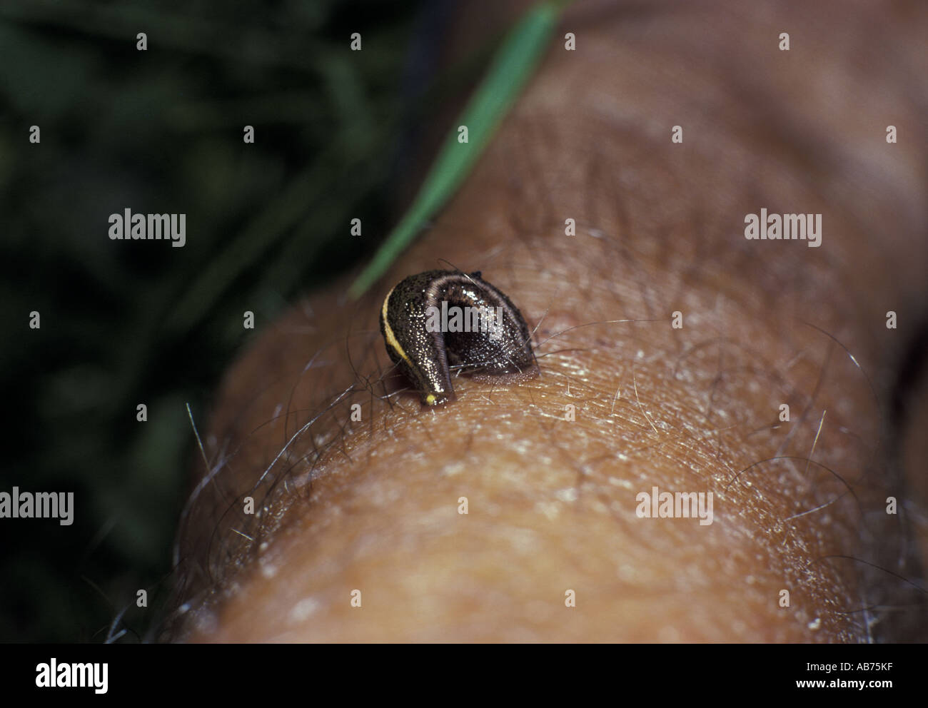 Leech Terrestrial Leech Blood Sucking Leech Stock Photo