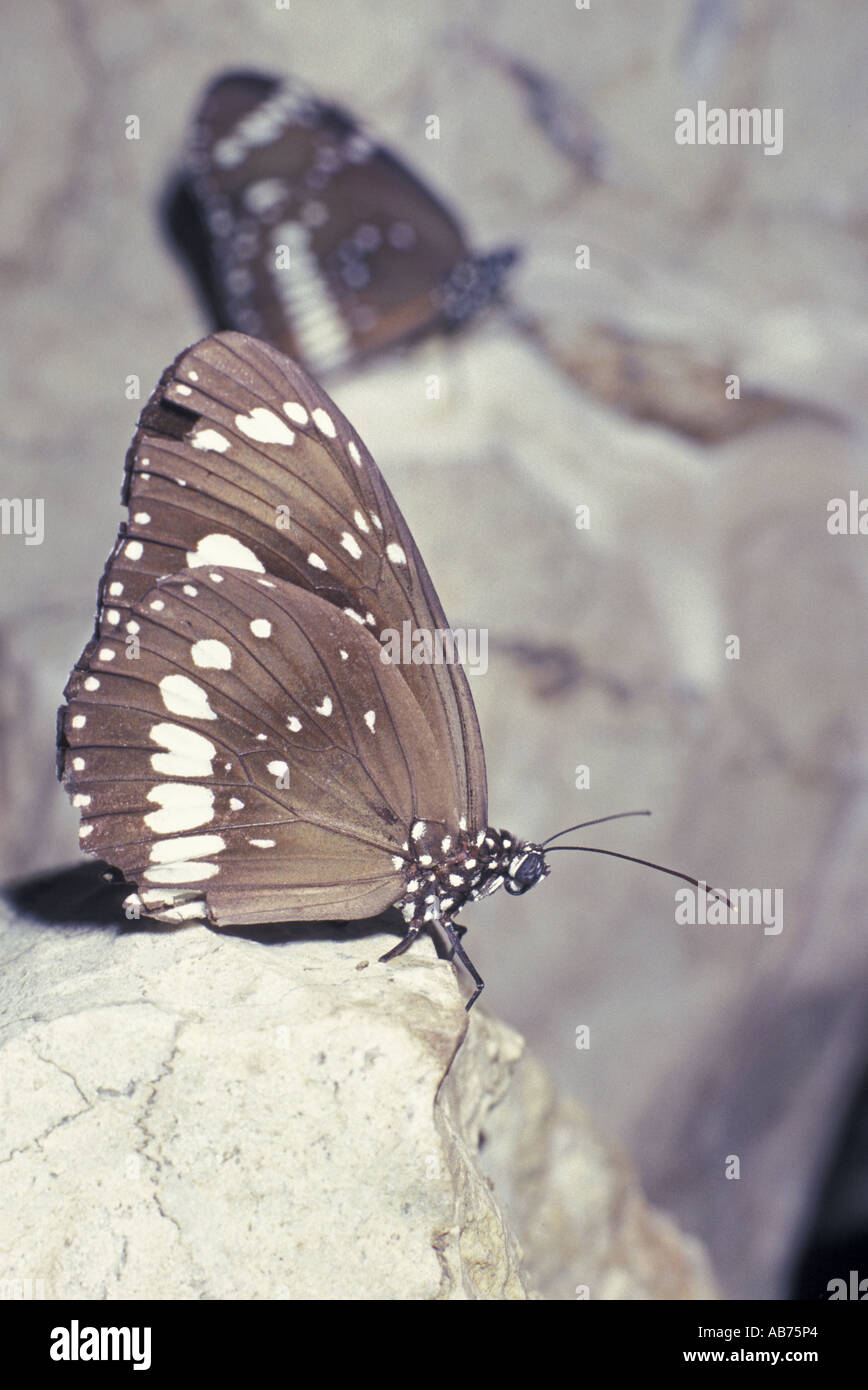 Butterfly Common Australian Crow Butterfly In Cave During Heat of Day