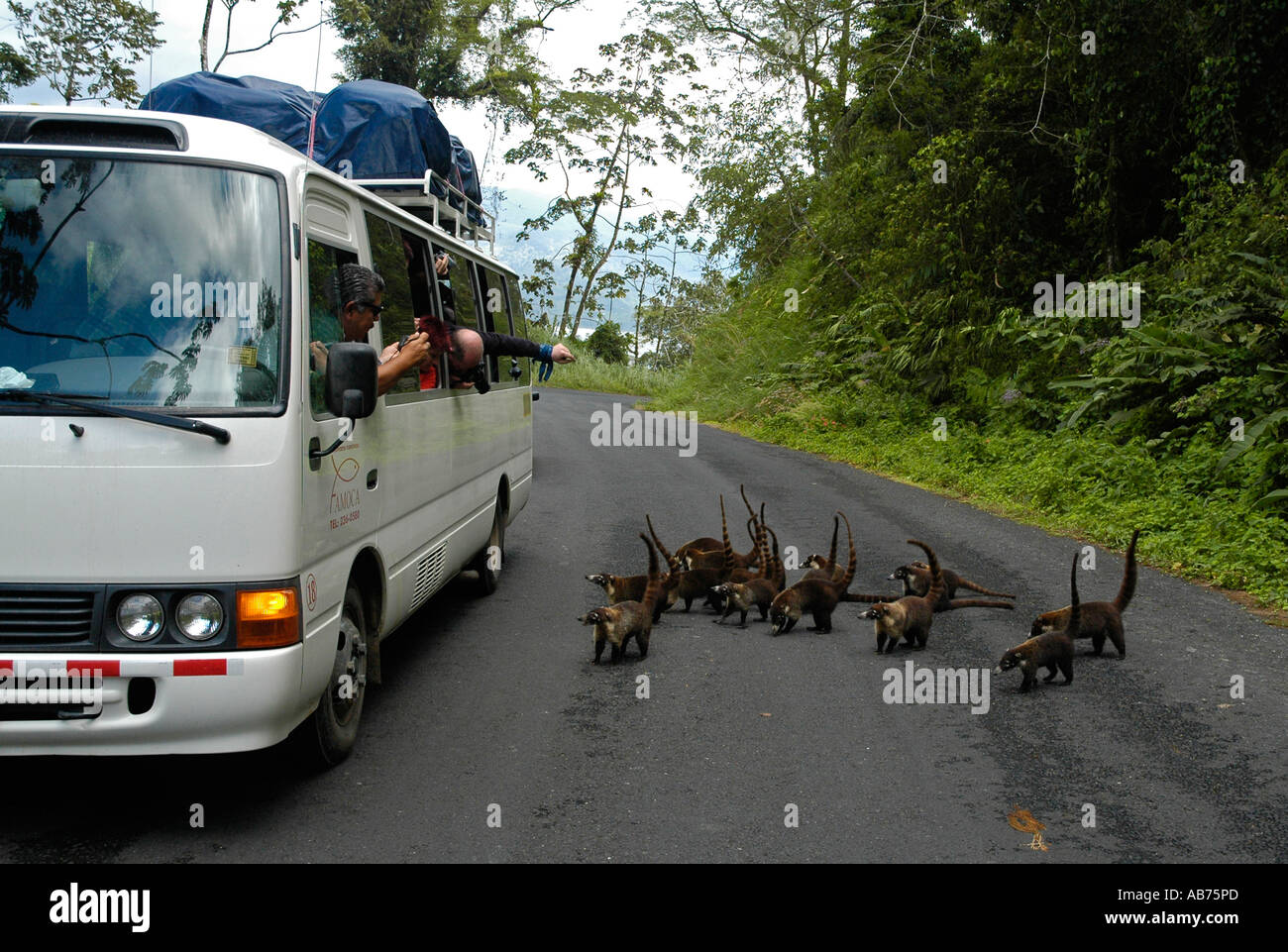 Tourists observing White-nosed Coatis from bus, Costa Rica, Central America Stock Photo