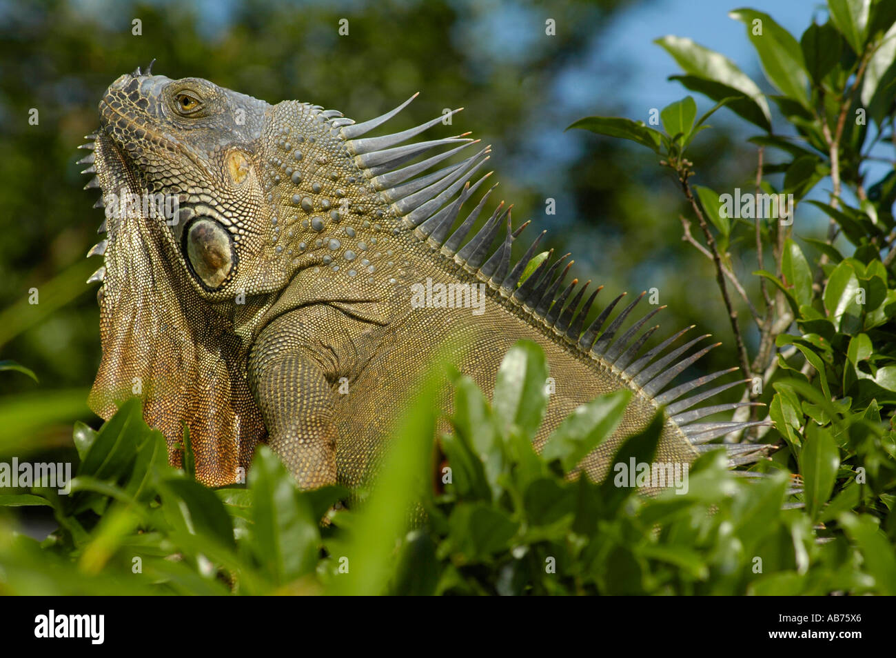 Green Iguana, Common Iguana resting on tree, Costa Rica, Central America Stock Photo