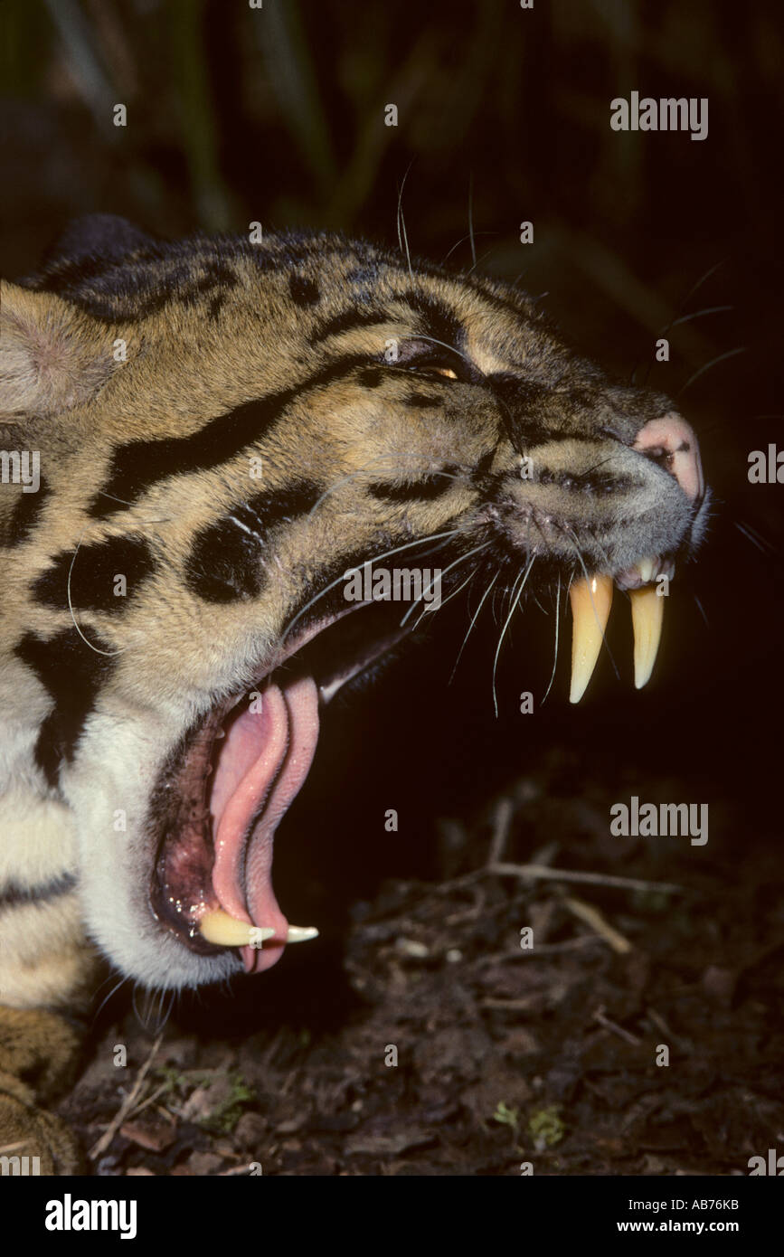 Clouded Leopard Teeth Stock Photos Clouded Leopard Teeth Stock Images clouded-leopard-teeth-stock-photos-clouded-leopard-teeth-stock-images