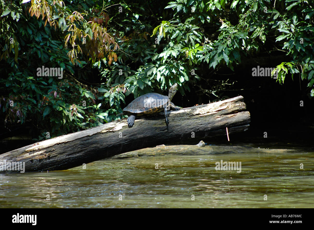 Black River Turtle, Tortuguero National Park, Costa Rica, Central America Stock Photo