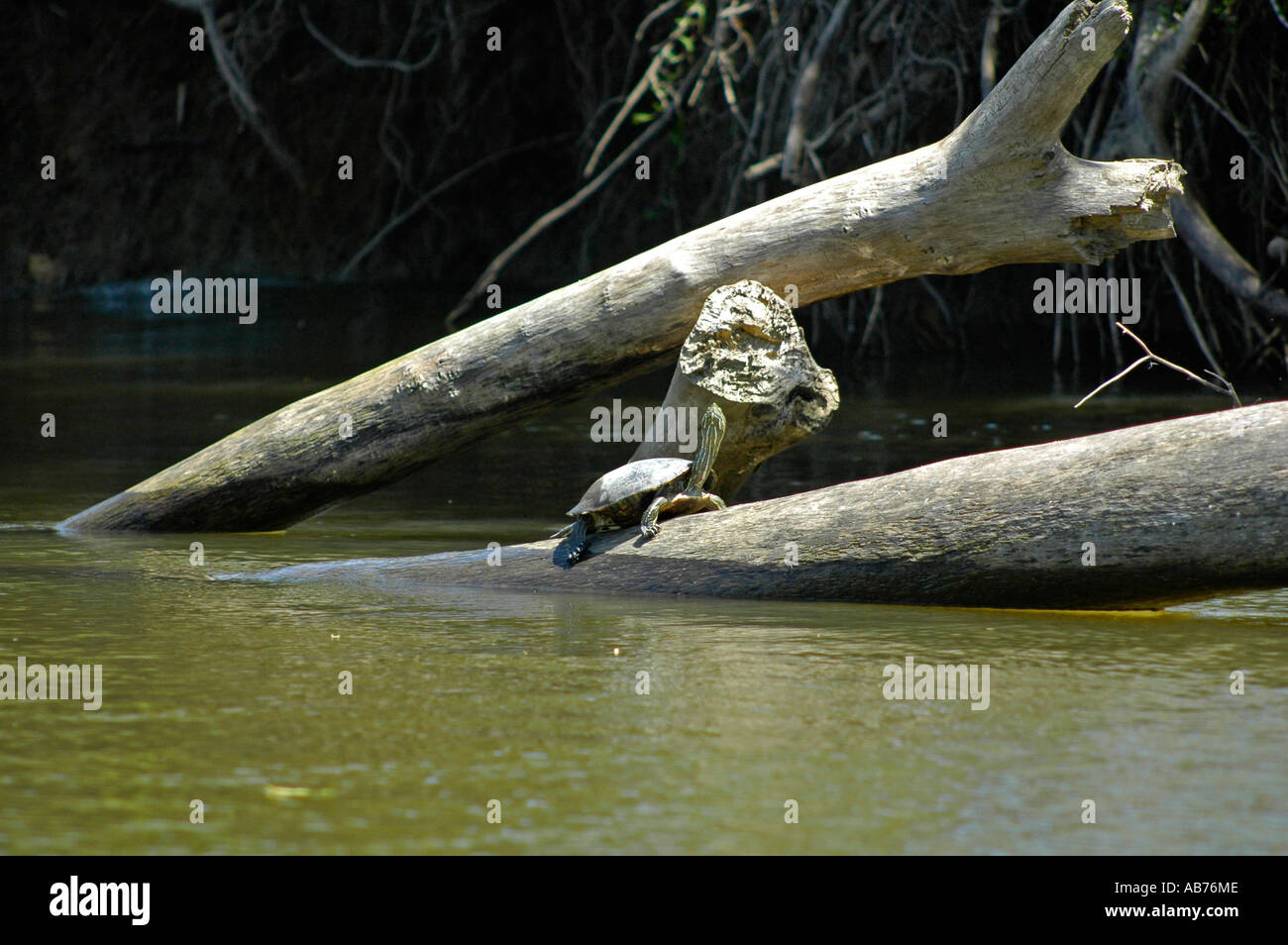 Black River Turtle, Tortuguero National Park, Costa Rica, Central America Stock Photo