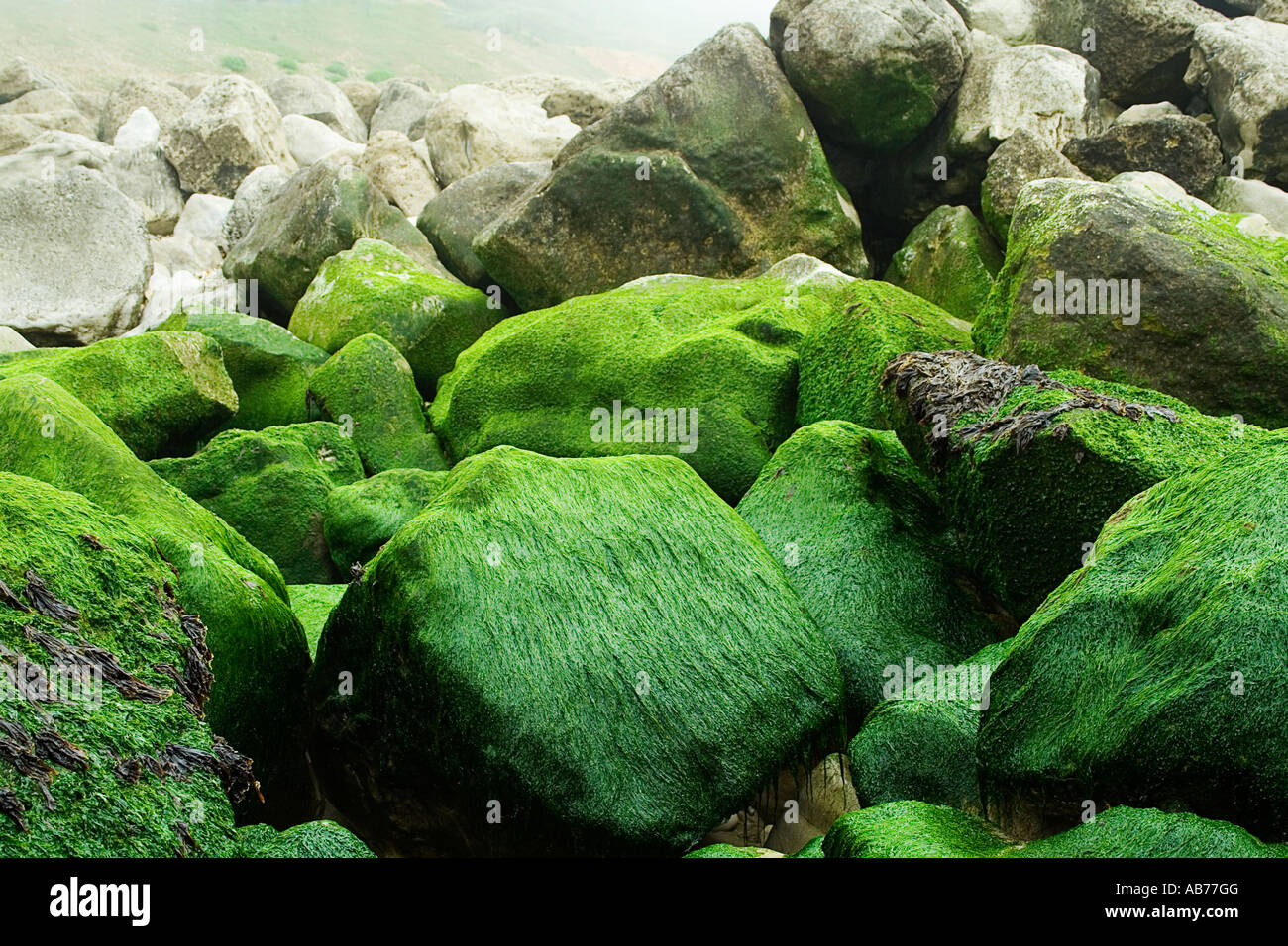 Green seaweed covered rocks hi-res stock photography and images - Alamy