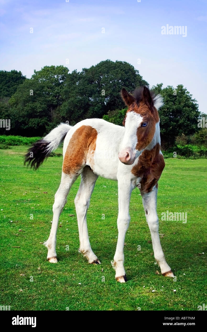 blue eyed wild pony Stock Photo