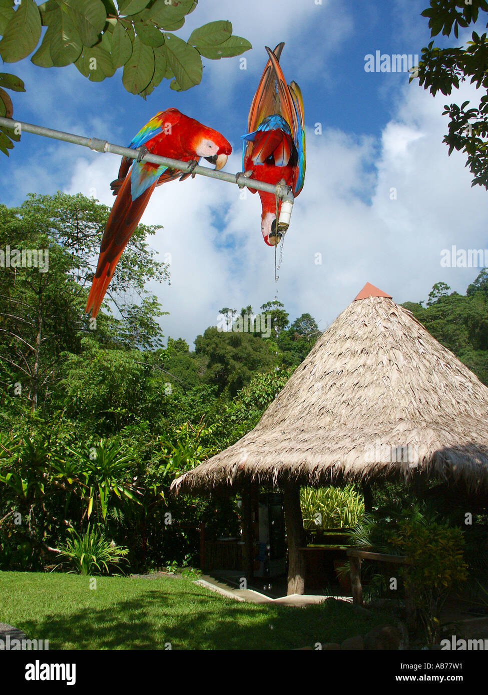 Scarlet Macaws in a tropical garden, Puntarenas Province, southern Costa Rica, Central America Stock Photo