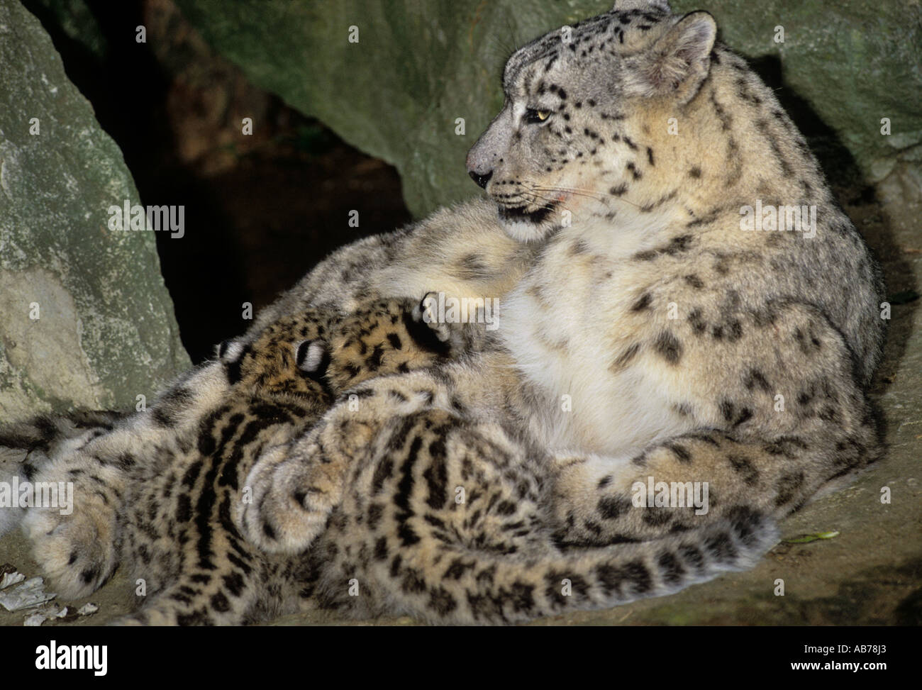 Snow leopard (Panthera uncia) Female and cub. Captive Stock Photo