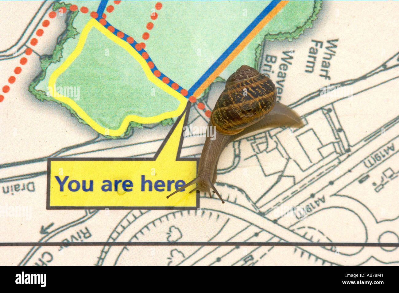 Garden snail Helix aspersa on map display panel North Meadow National Nature Reserve Cricklade Wiltshire Stock Photo