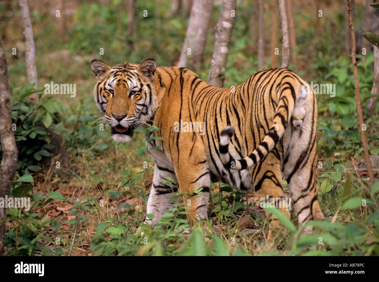 Indochinese tiger (Panthera tigris corbetti). Phnom Tamao Zoo, Cambodia Stock Photo