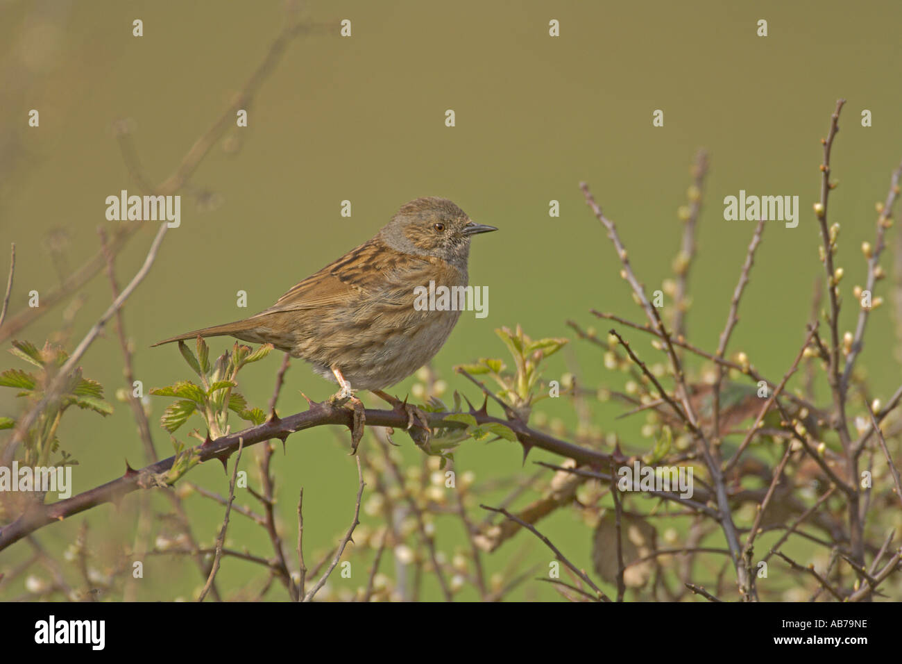 Dunnock or hedge accentor Prunella modularis spring adult in hedgerow South Devon England April Stock Photo