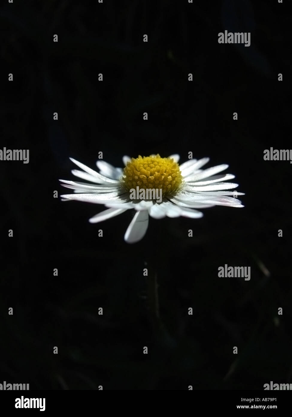 Daisy Bellis perennis Stock Photo Alamy