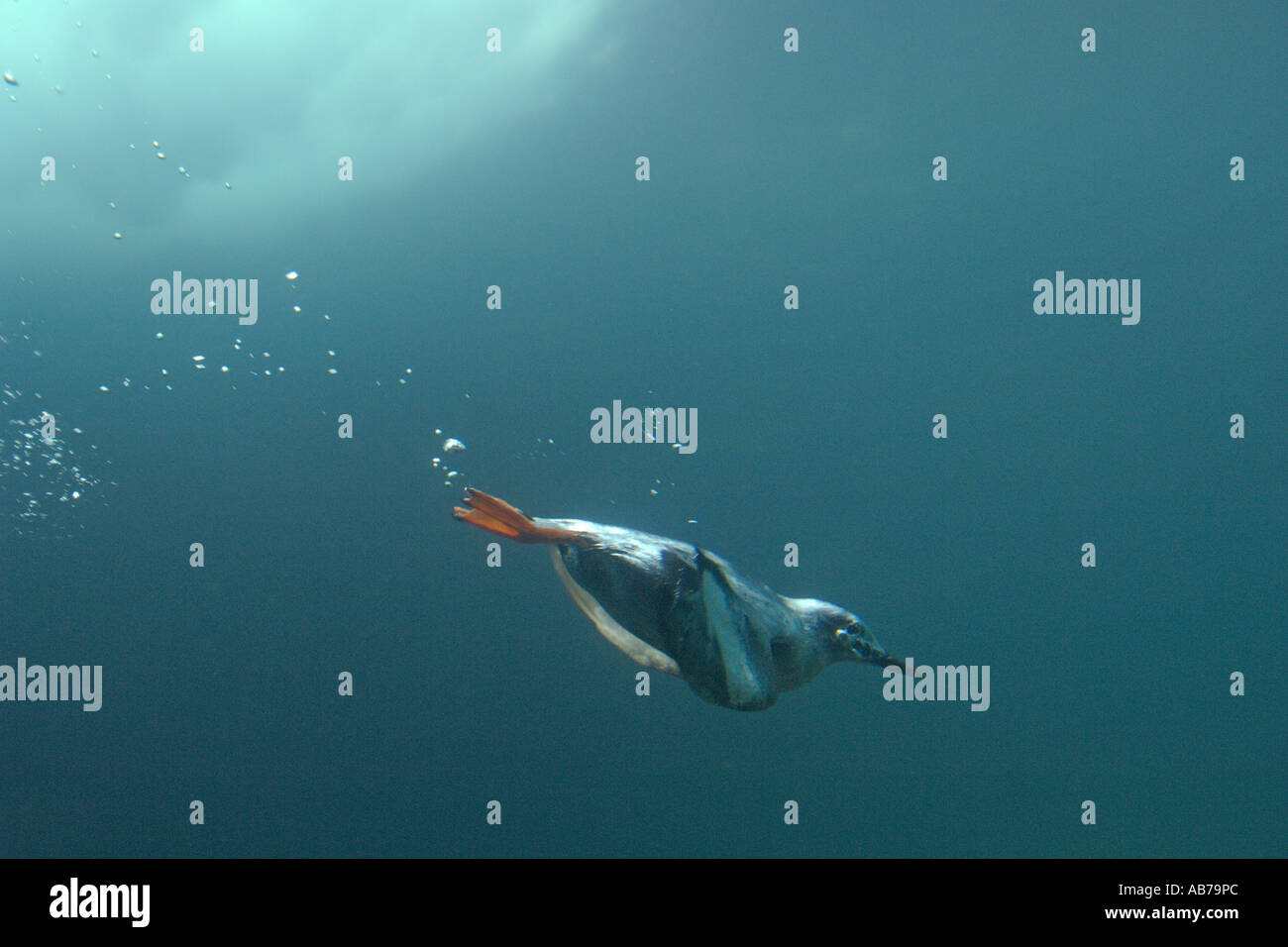 Pigeon guillemot Cepphus columba diving underwater Stock Photo Alamy