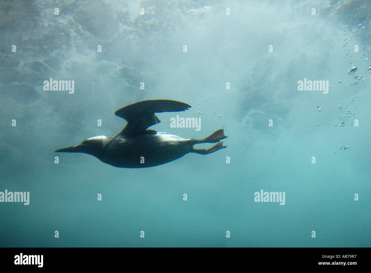 Common guillemot or common murre Uria aalge diving underwater Stock Photo