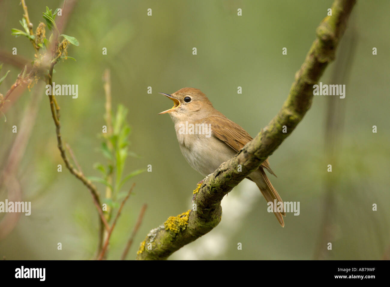 Nightingale Luscinia megarhynchos adult singing Cambridgeshire England April Stock Photo