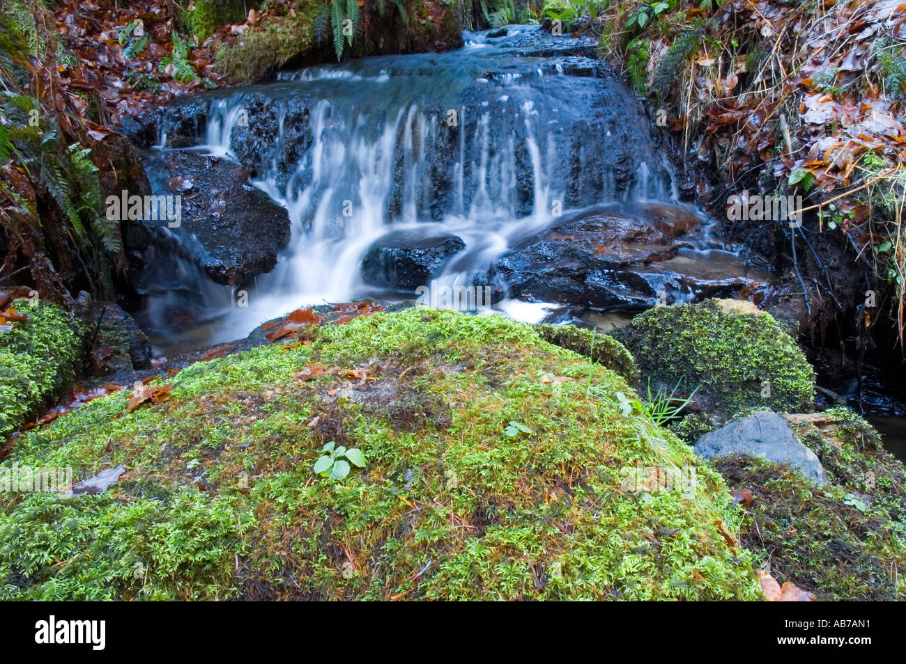 Waterfall at Hamsterley forest with rock covered with  moss in foreground Stock Photo