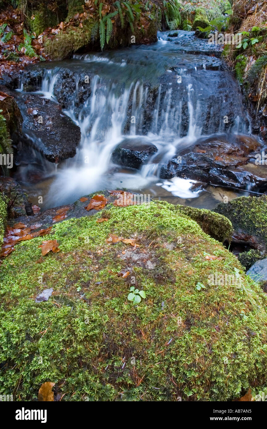 Waterfall at Hamsterley forest with rock covered with  moss in foreground Stock Photo