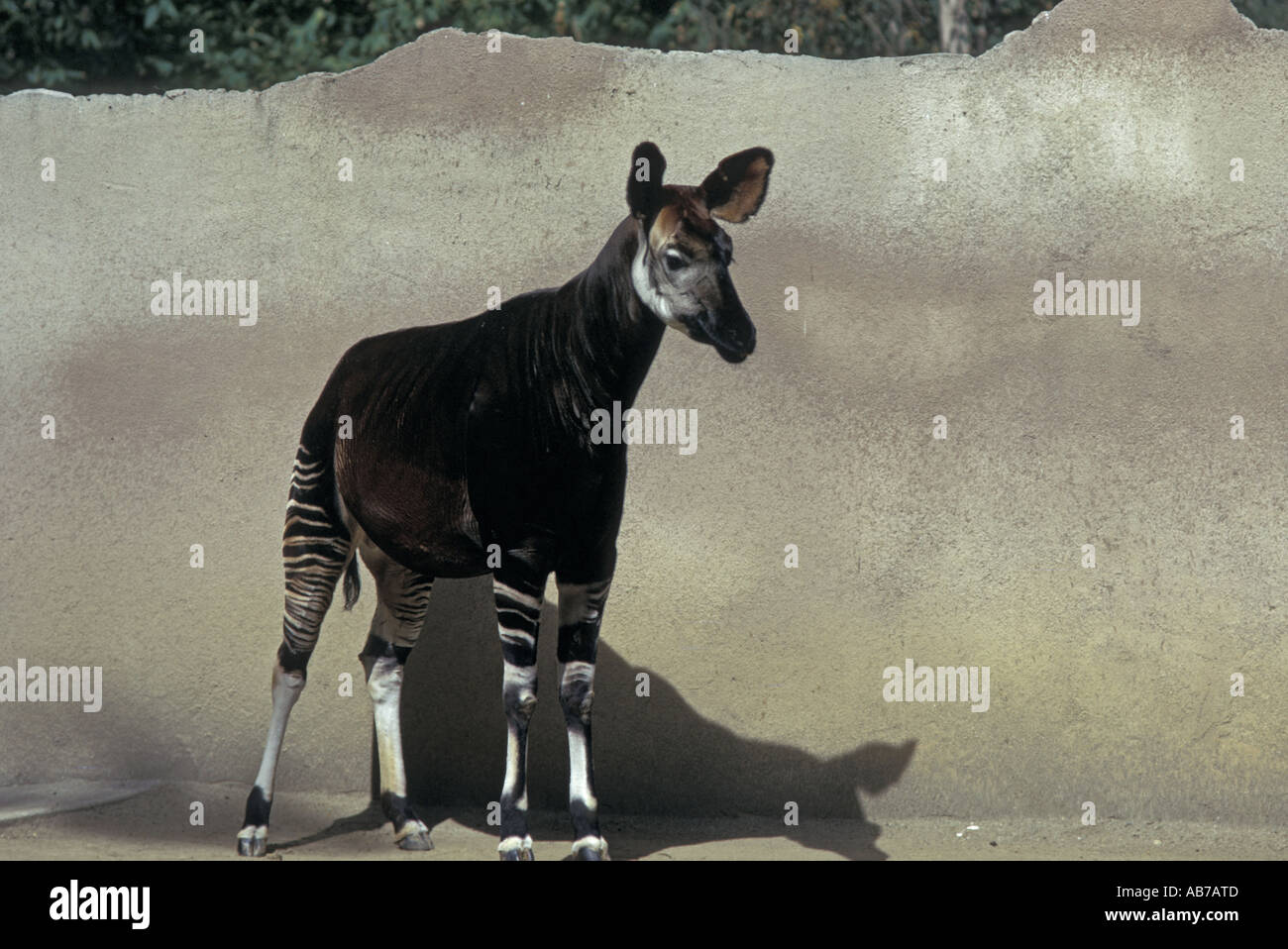 The okapi hi-res stock photography and images - Alamy