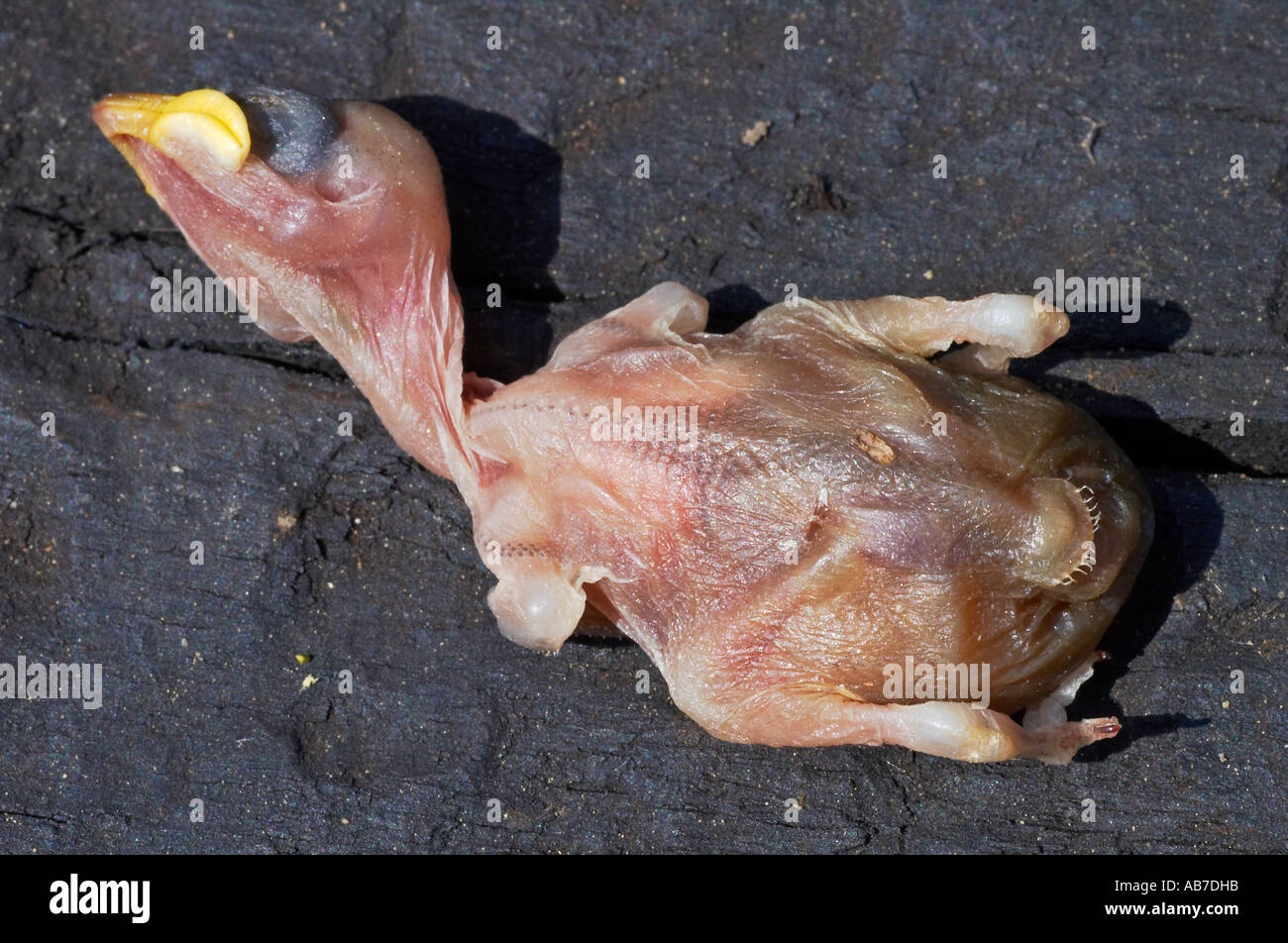 The body of a sparrow chick which has died shortly after hatching and has been ejected from the bird nest by the parent birds Stock Photo