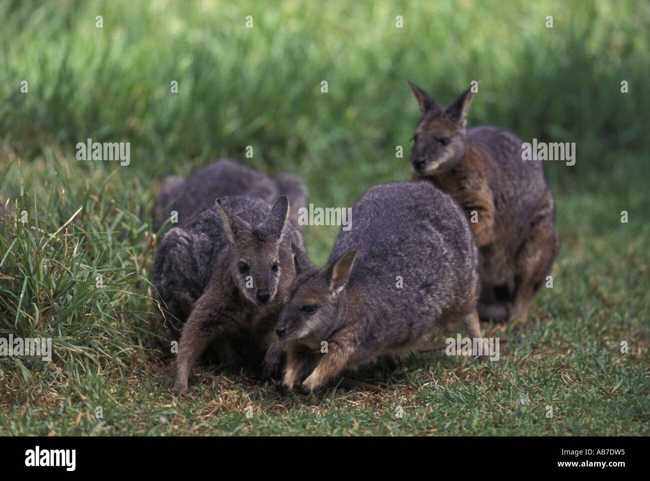 Horizontal scrub wallaby hires stock photography and images Alamy