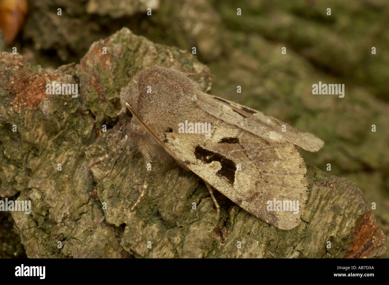 Hebrew Character - Orthosia cerasi Stock Photo