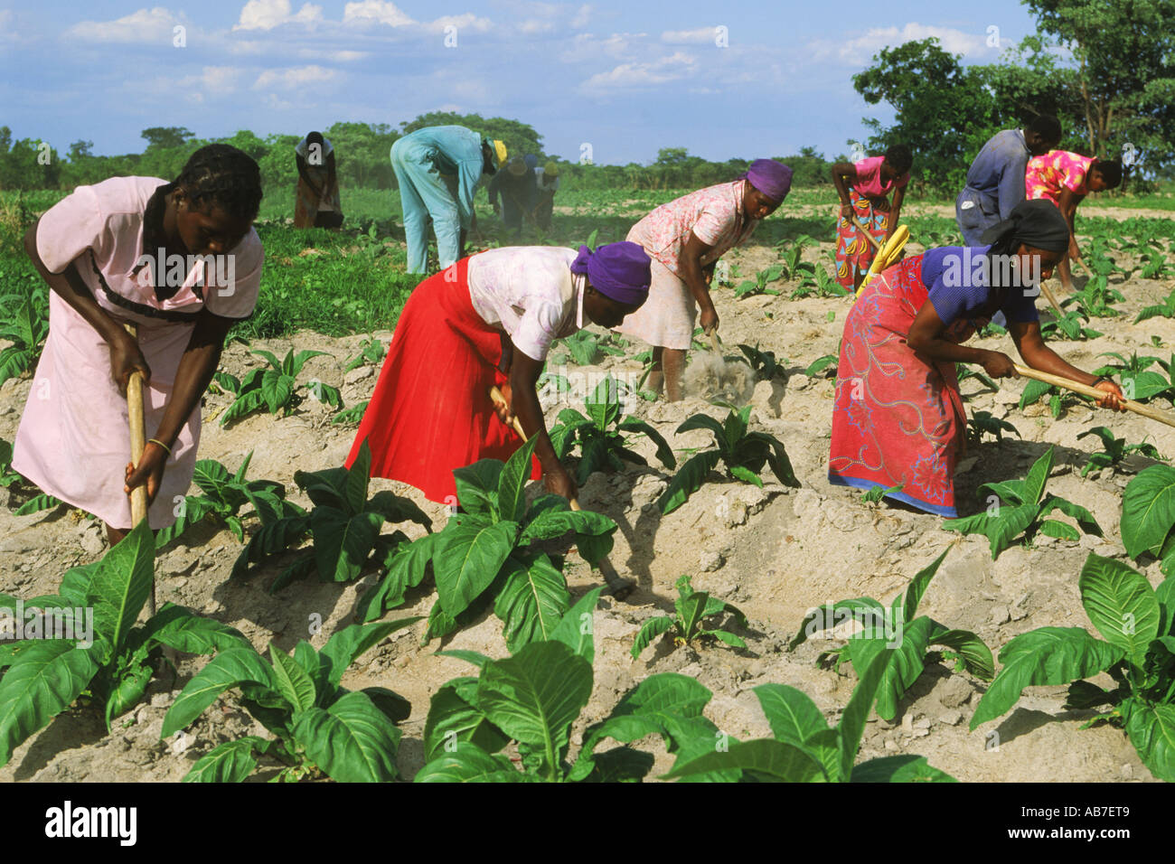 African men and women amid rows of tobacco plants on plantation in Zimbabwe Stock Photo