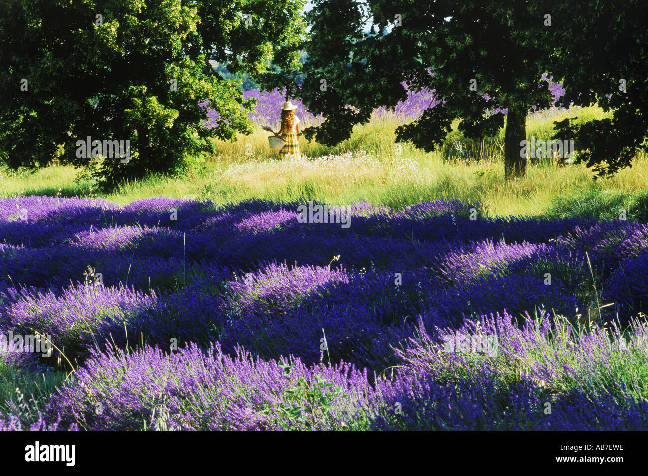 Woman between fields of lavender in Provence France Stock Photo