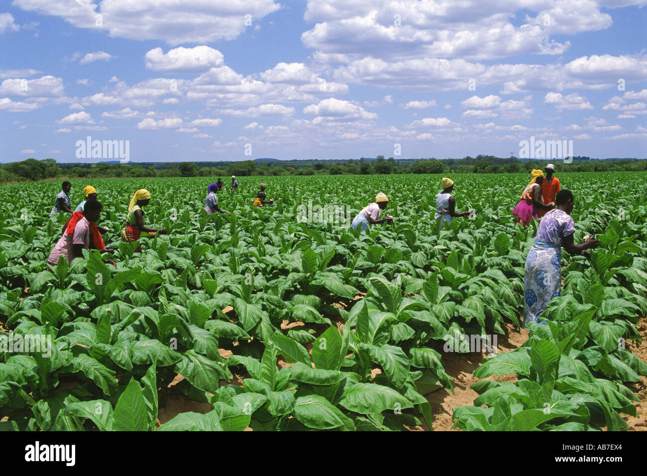 African women amid rows of tobacco plants on plantation in Zimbabwe Stock Photo