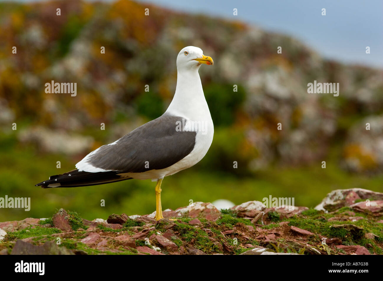 Lesser black backed gull Larus fuscus standing on rock outcrop looking alert skokholm Stock Photo