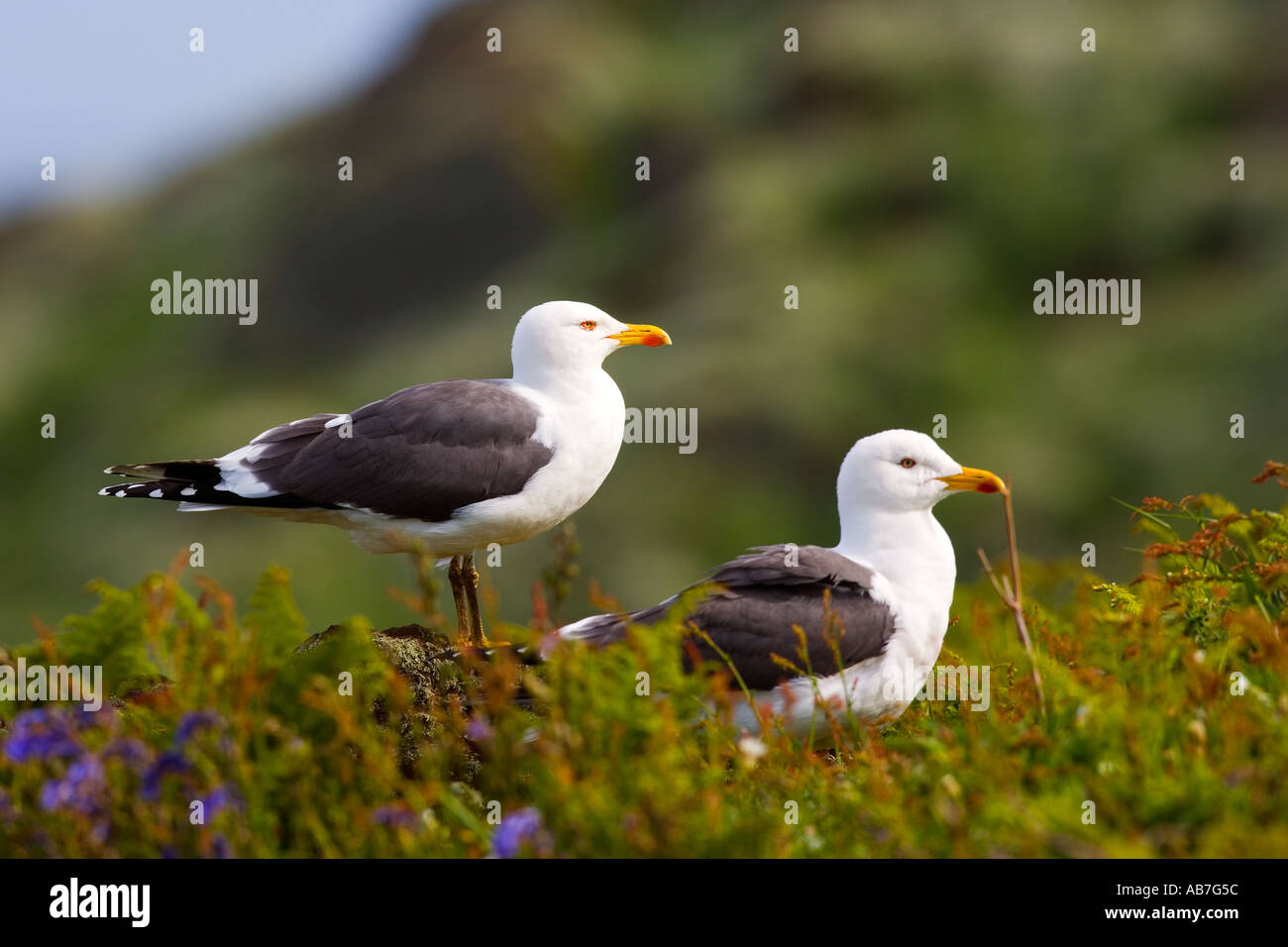 2 Lesser black backed gulls Larus fuscus together on rough grassy ground skokholm Stock Photo