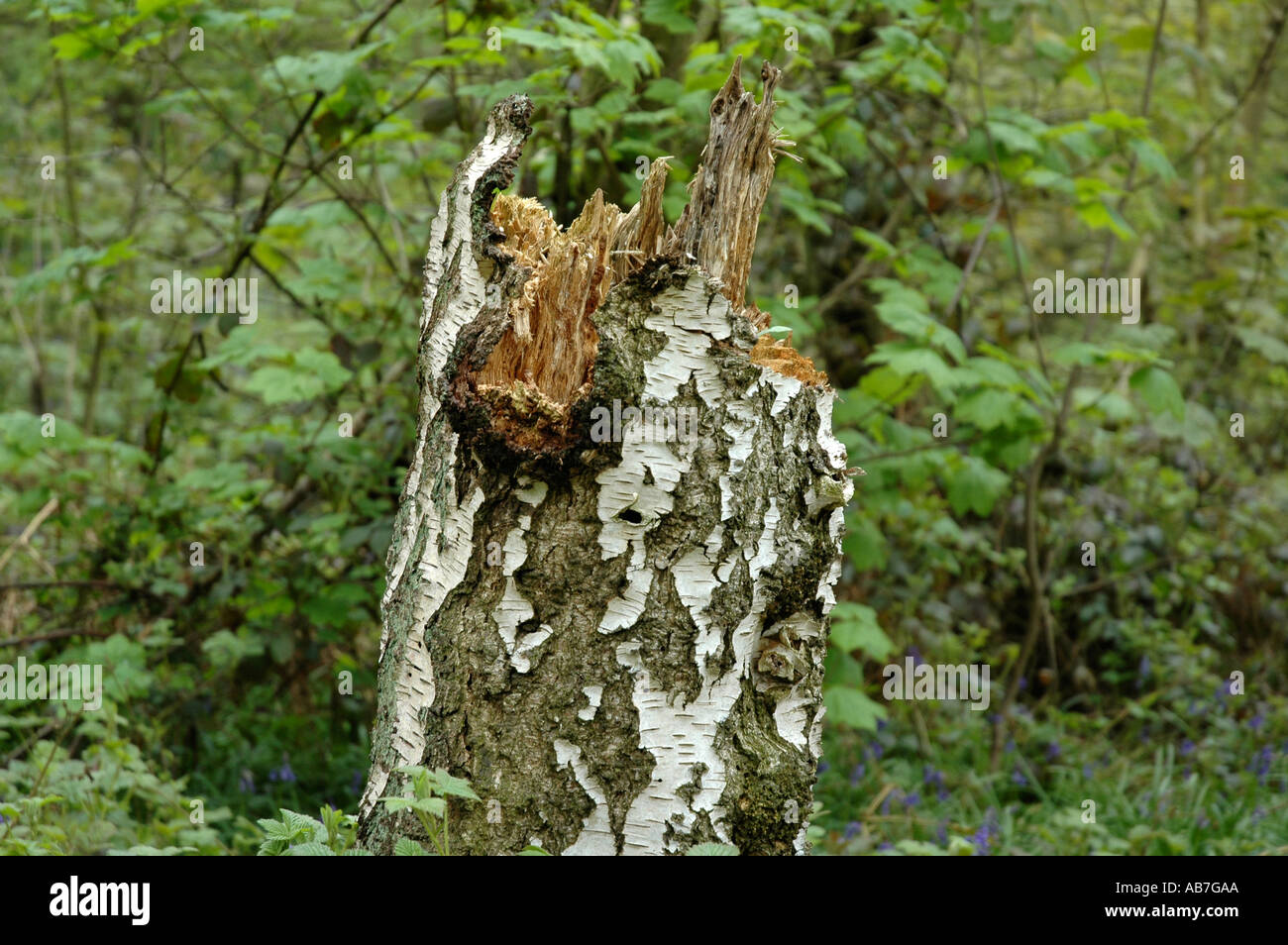 Rotten silver birch tree stump England Stock Photo