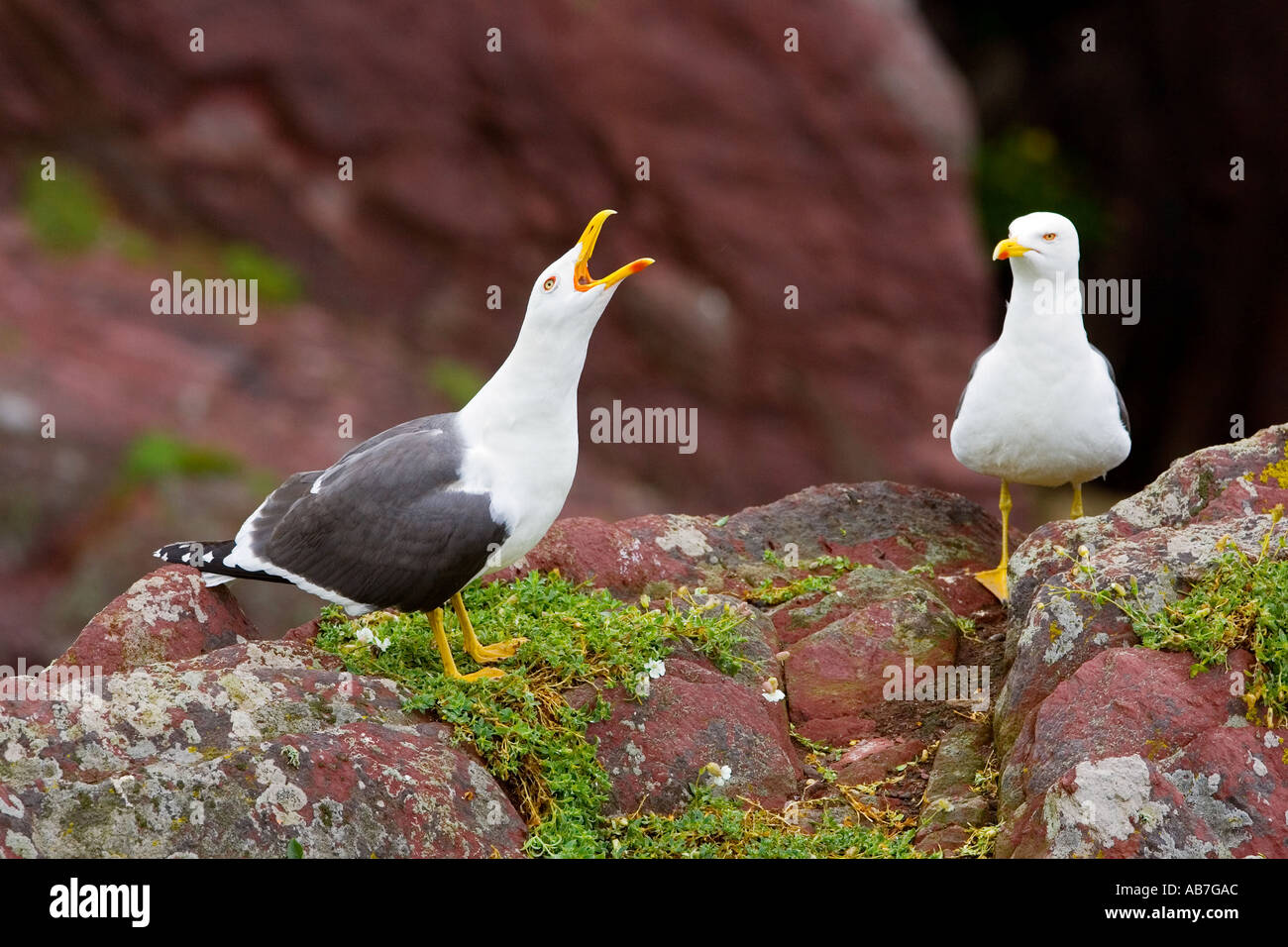Two Lesser black backed gulls Larus fuscus standing on rock with one neck outstretched calling skokholm Stock Photo