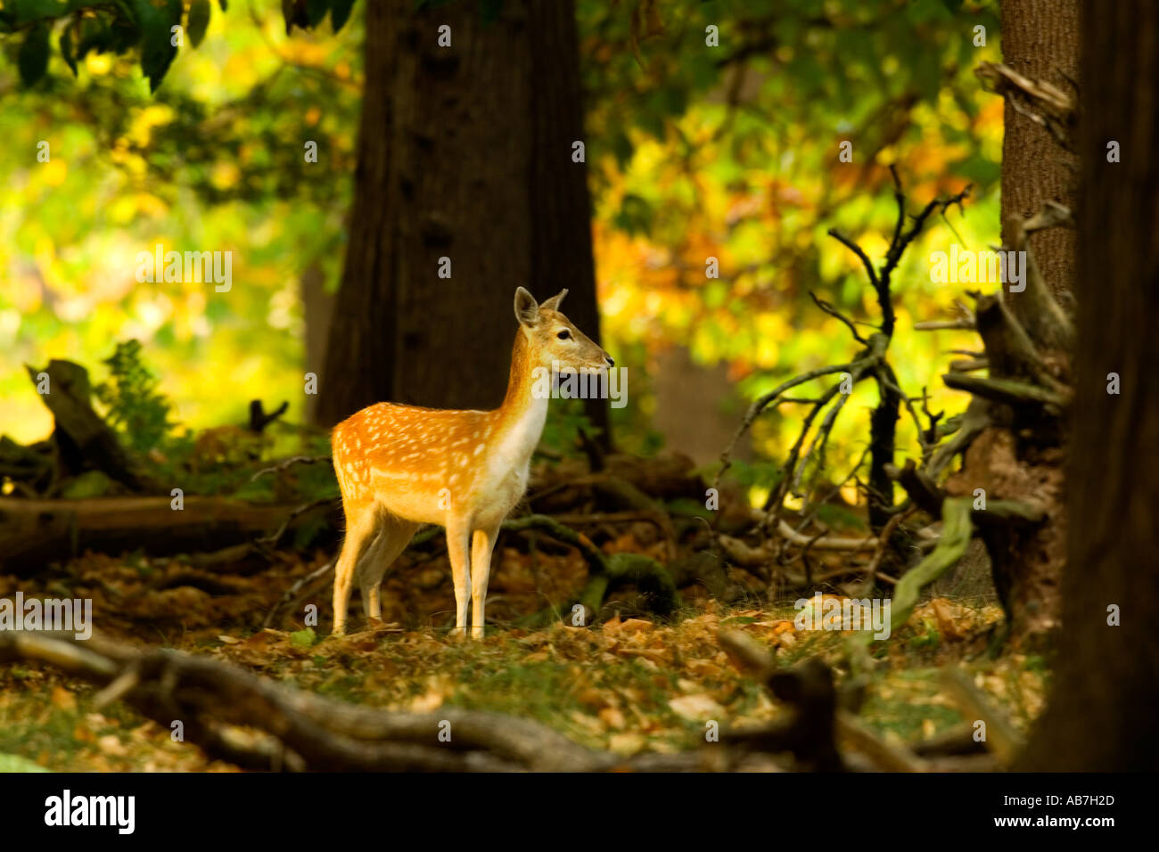 Fallow Deer (Dama dama) in sunlit woodland glade Richmond park Stock Photo