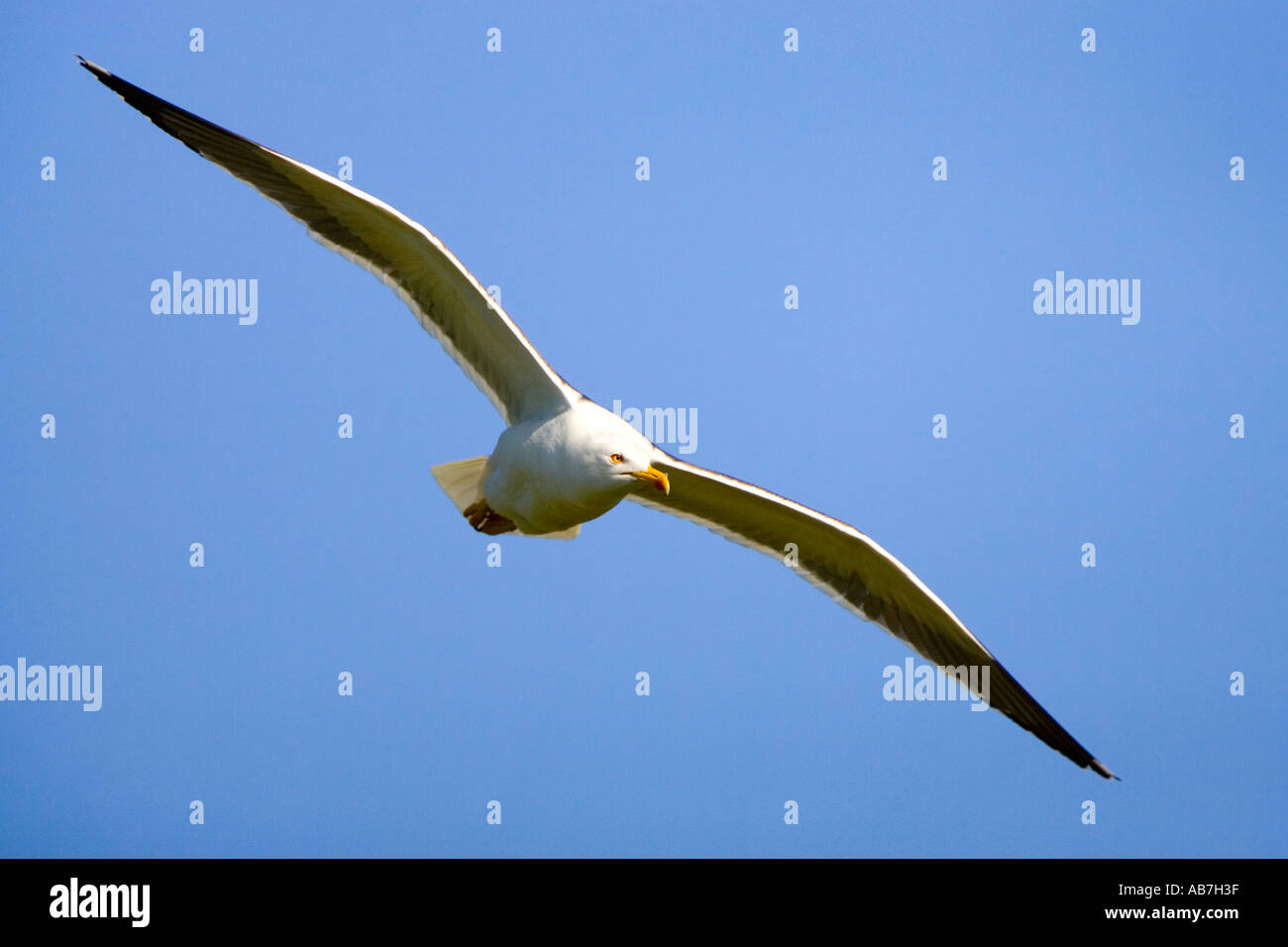 Lesser black backed gull Larus fuscus in flight against blue sky Stock Photo