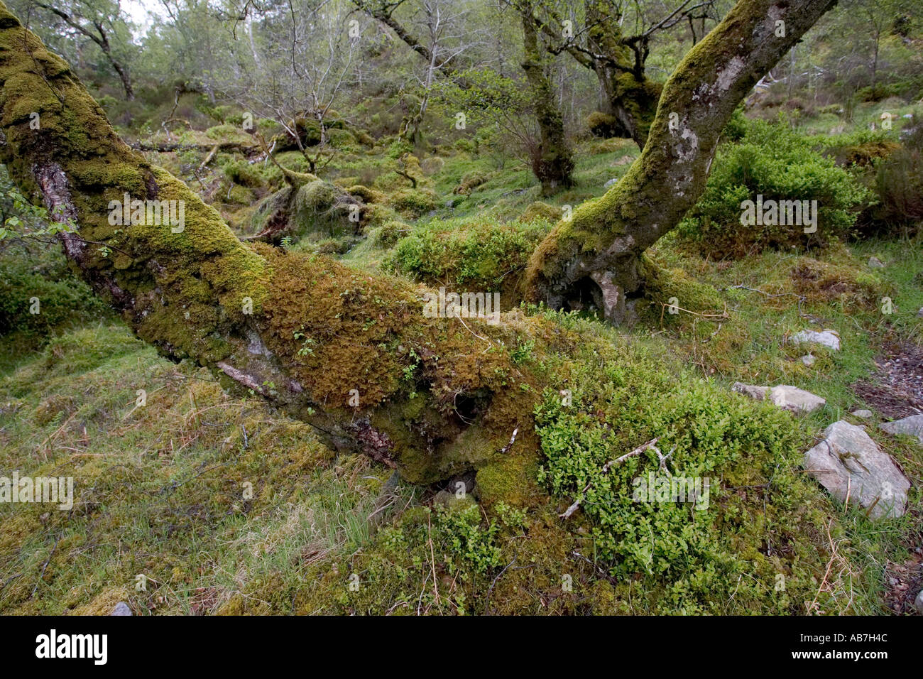 Nature bryophytes bog wet hi-res stock photography and images - Alamy