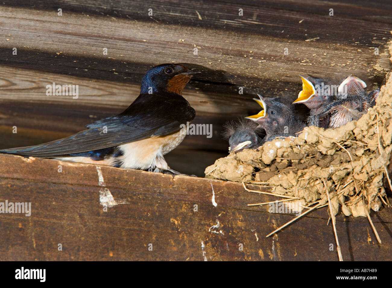 Swallow nest uk shed hires stock photography and images Alamy