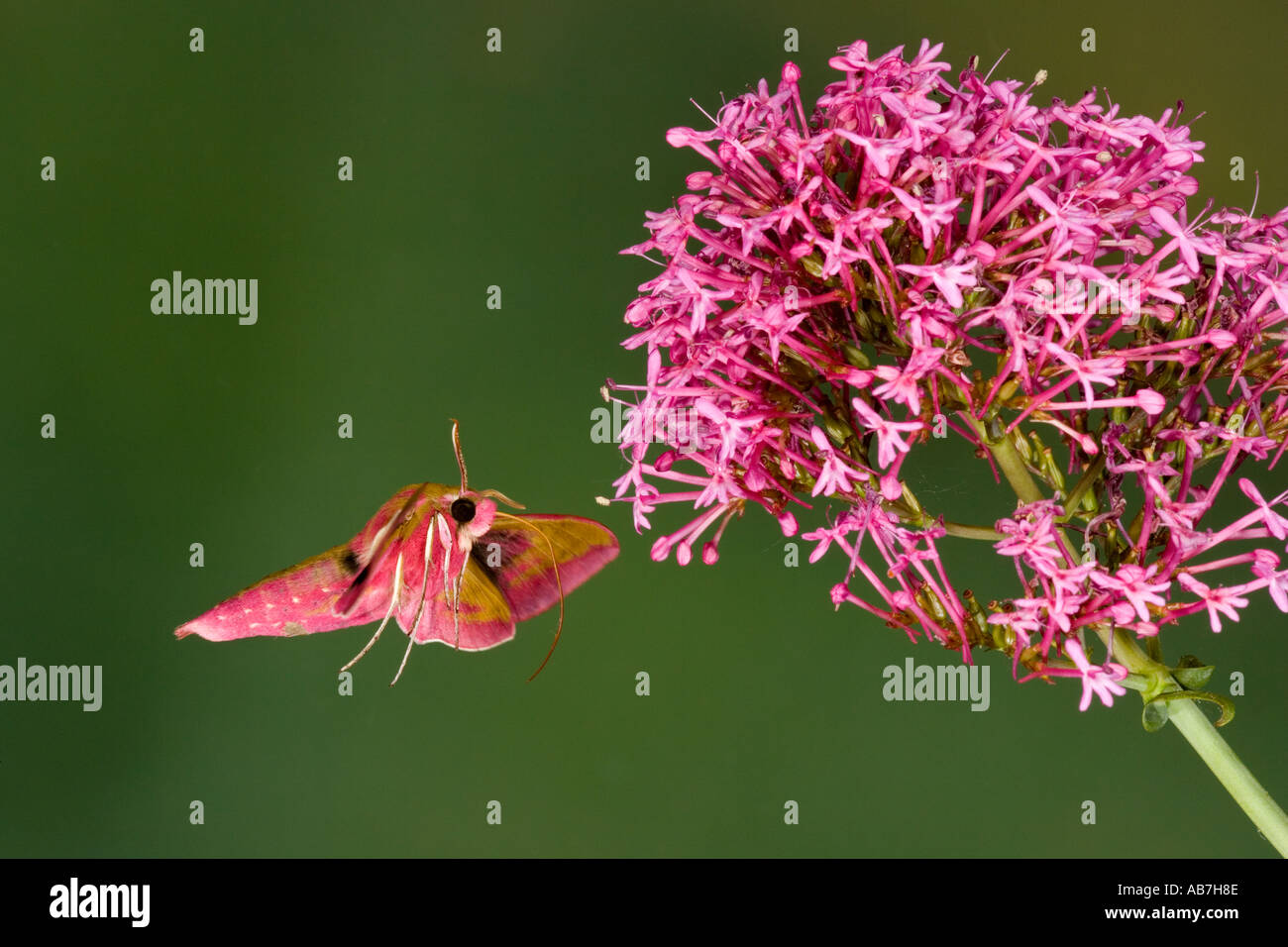 Elephant Hawk Moth Deilephila elpenor hovering and feeding at valerian
