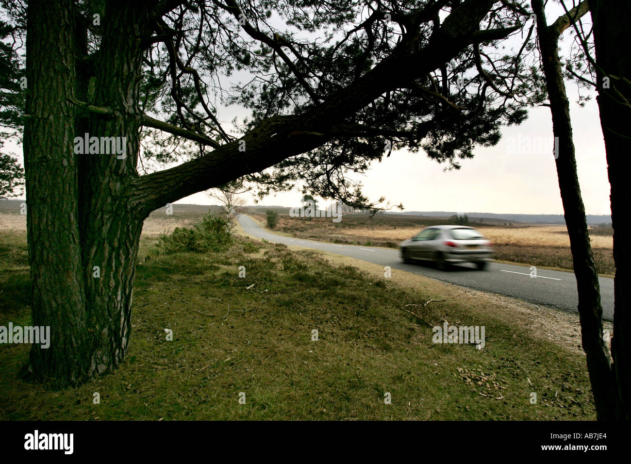 a car drives in the new forest roads Stock Photo