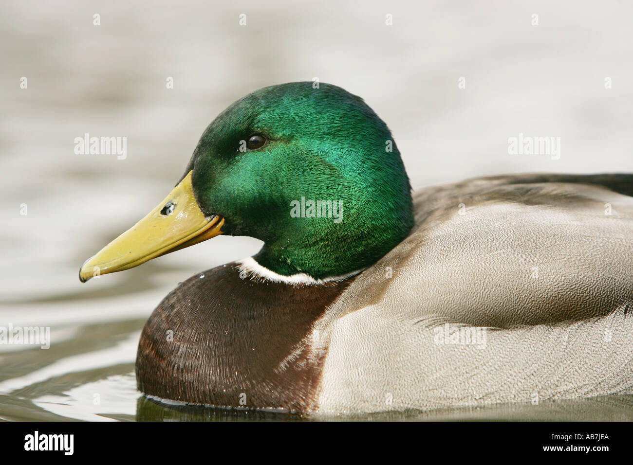 close up of mallard duck Stock Photo