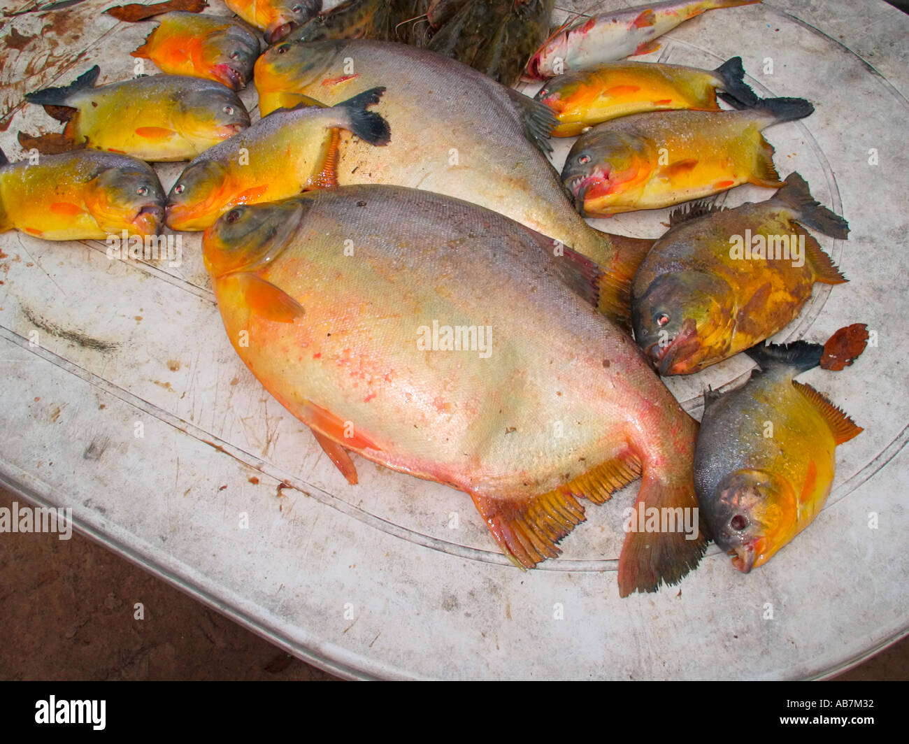 Pacu Caranha and Piranhas on a table Stock Photo