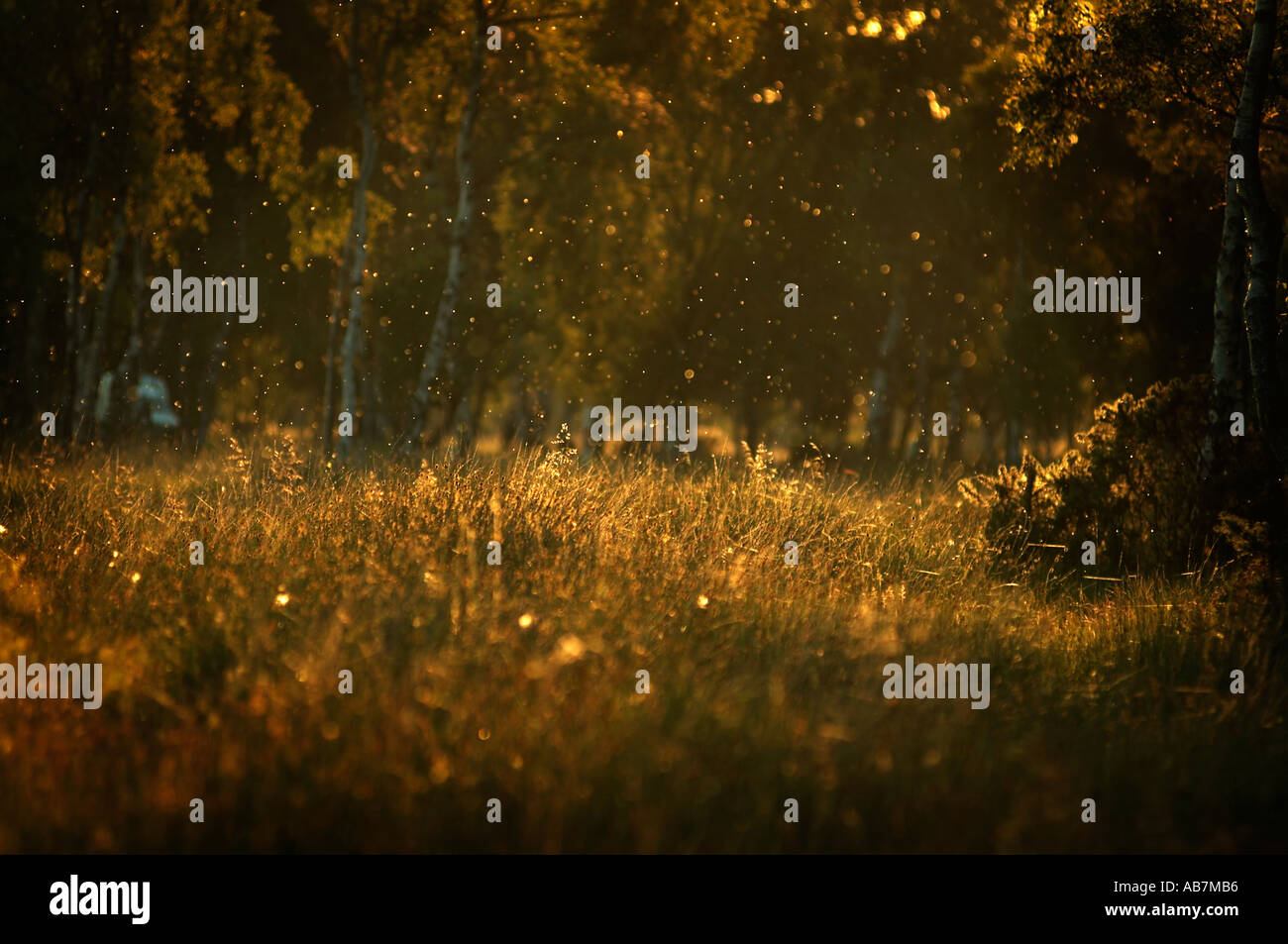 insect repellent midge mosquito bite spray gel bug spray bitten outside