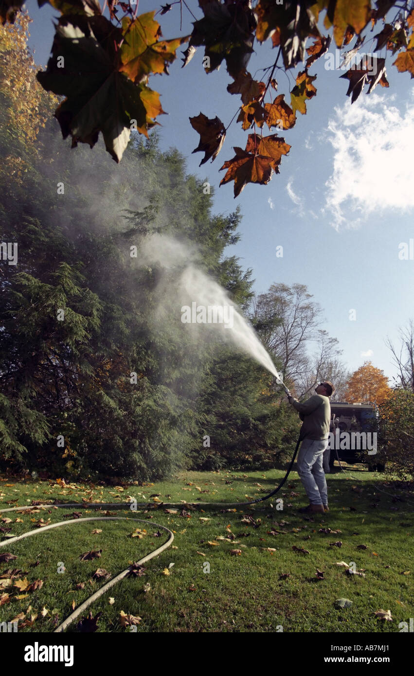 Spraying Horticultural Oil insecticide Spray on Hemlock Trees against